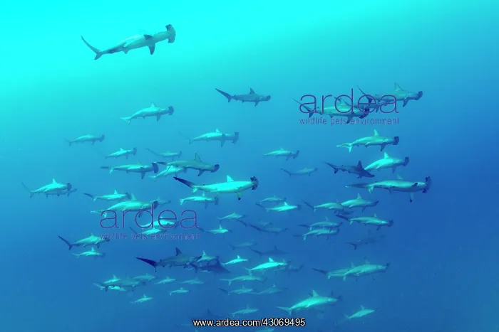 : Shoal of schooling Scalloped hammerhead sharks : Shoal of schooling Scalloped hammerhead sharks