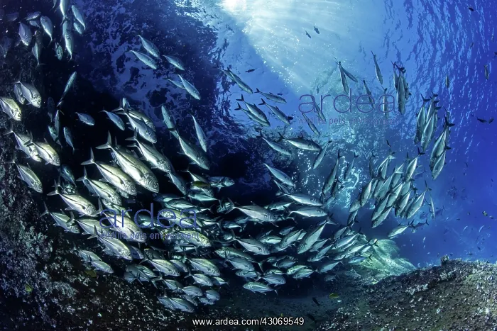 : Shoal of shoal of bigeye jack, Caranx sexfasciatus : Shoal of shoal of bigeye jack, Caranx sexfasciatus