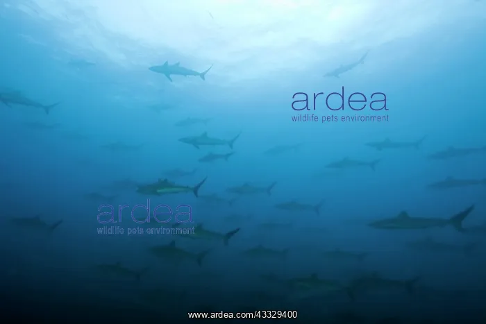 : Shoal of Silky sharks, Carcharhinus falciformis, Malpelo Isl : Shoal of Silky sharks, Carcharhinus falciformis, Malpelo Isl