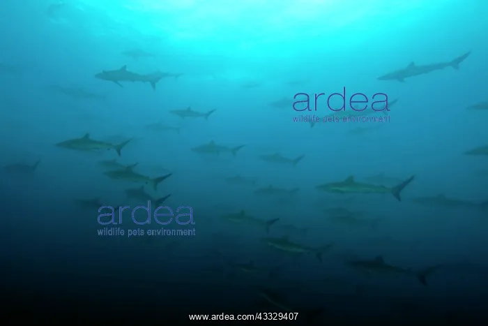 : Shoal of Silky sharks, Carcharhinus falciformis, Malpelo Isl : Shoal of Silky sharks, Carcharhinus falciformis, Malpelo Isl