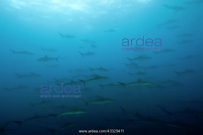  : Shoal of Silky sharks, Carcharhinus falciformis, Malpelo Isl