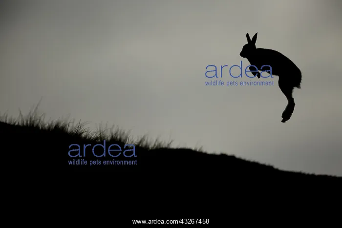 : A shocked Mountain Hare (Lepus timidus) leaps into : A shocked Mountain Hare (Lepus timidus) leaps into