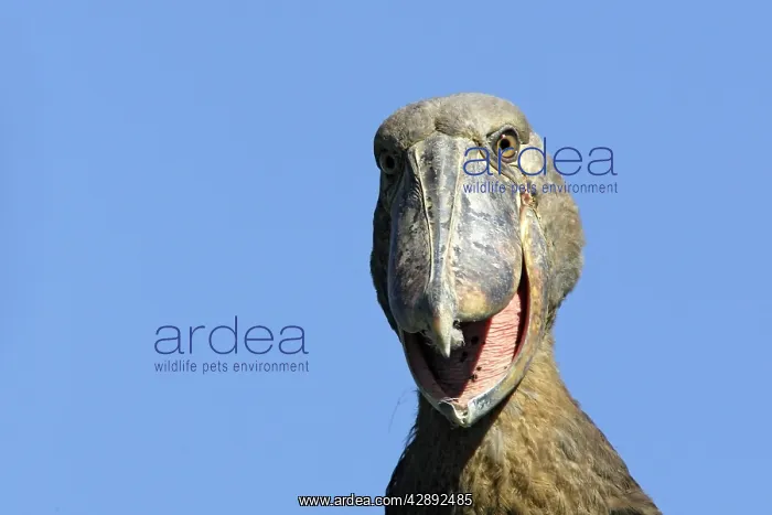 : Shoebill (Balaeniceps rex). Zambia, Africa : Shoebill (Balaeniceps rex). Zambia, Africa