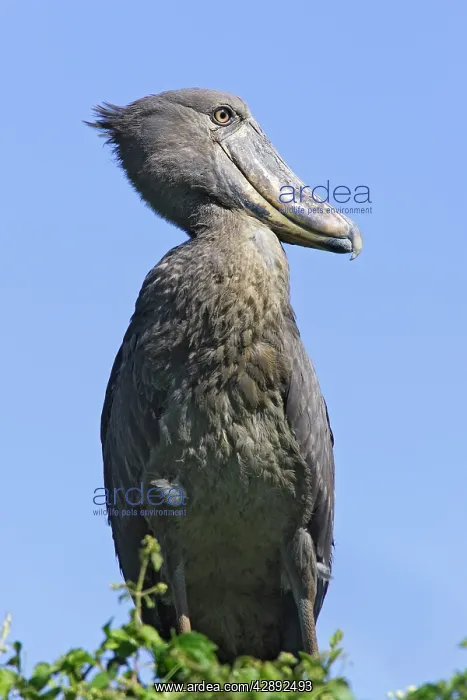 : Shoebill (Balaeniceps rex). Zambia, Africa : Shoebill (Balaeniceps rex). Zambia, Africa