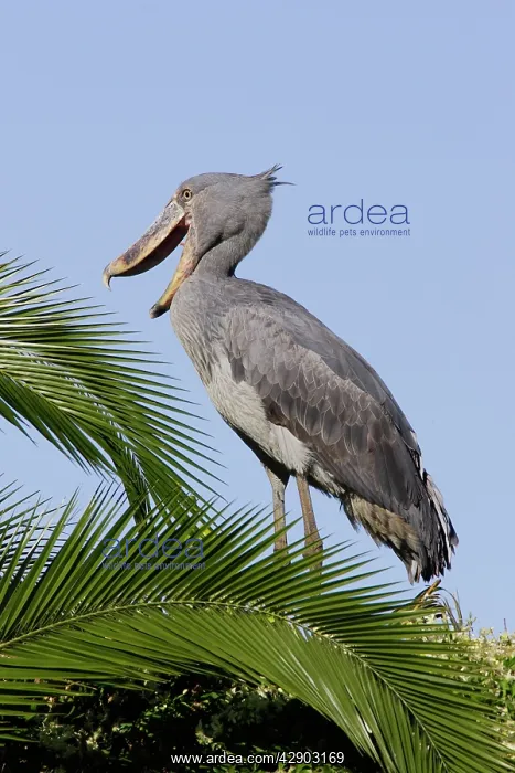 : Shoebill (Balaeniceps rex). Zambia, Africa : Shoebill (Balaeniceps rex). Zambia, Africa