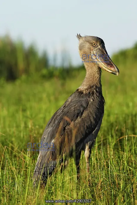 : Shoebill. (Balaeniceps rex). Bangweuleu Marsh - Zambia : Shoebill. (Balaeniceps rex). Bangweuleu Marsh - Zambia