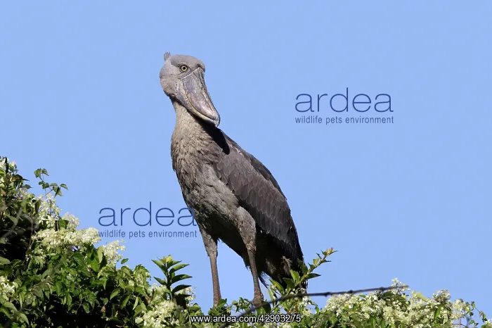 : Shoebill (Balaeniceps rex). Zambia, Africa : Shoebill (Balaeniceps rex). Zambia, Africa
