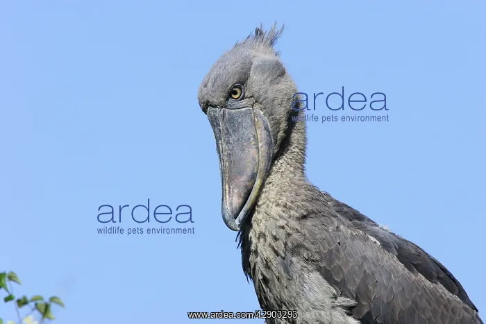 : Shoebill (Balaeniceps rex). Zambia, Africa : Shoebill (Balaeniceps rex). Zambia, Africa