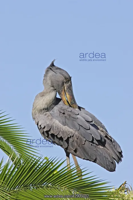  : Shoebill (Balaeniceps rex). Zambia, Africa