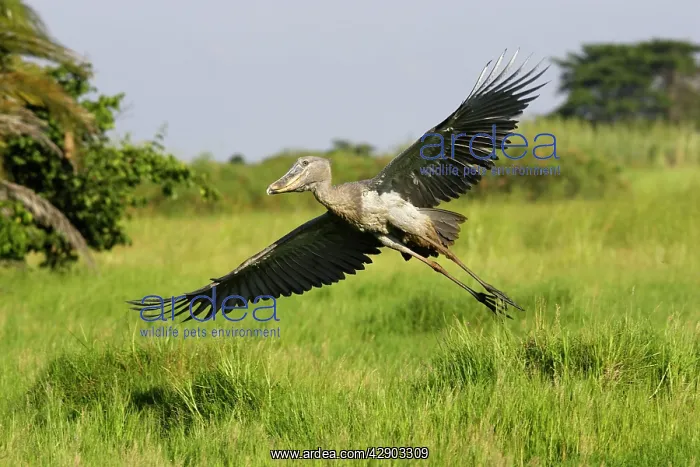 : Shoebill (Balaeniceps rex). Zambia, Africa : Shoebill (Balaeniceps rex). Zambia, Africa