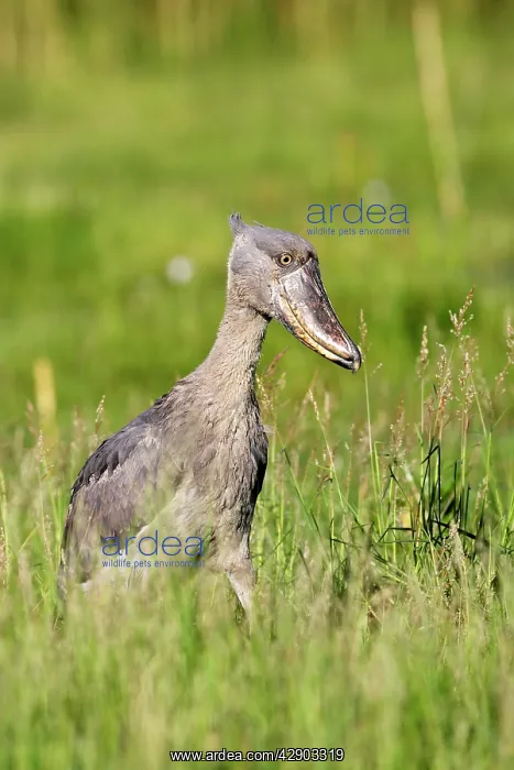 : Shoebill (Balaeniceps rex). Zambia, Africa : Shoebill (Balaeniceps rex). Zambia, Africa