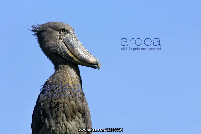 : Shoebill (Balaeniceps rex). Zambia, Africa : Shoebill (Balaeniceps rex). Zambia, Africa