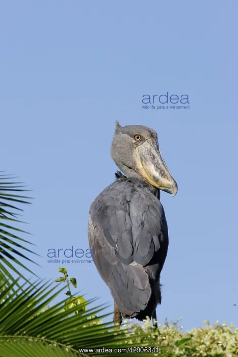 : Shoebill (Balaeniceps rex). Zambia, Africa : Shoebill (Balaeniceps rex). Zambia, Africa