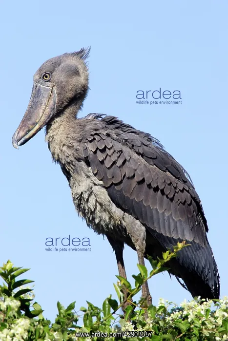 : Shoebill (Balaeniceps rex). Zambia, Africa : Shoebill (Balaeniceps rex). Zambia, Africa