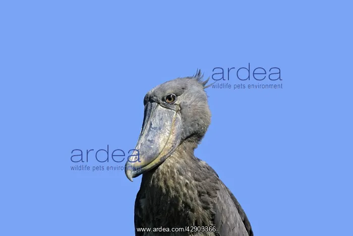 : Shoebill (Balaeniceps rex). Zambia, Africa : Shoebill (Balaeniceps rex). Zambia, Africa
