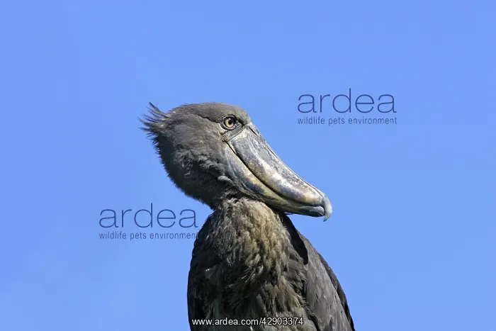 : Shoebill (Balaeniceps rex). Zambia, Africa : Shoebill (Balaeniceps rex). Zambia, Africa