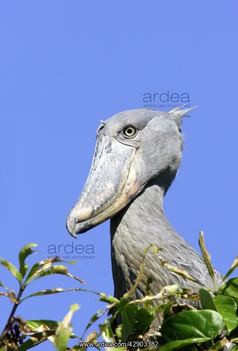 : Shoebill (Balaeniceps rex). Zambia, Africa : Shoebill (Balaeniceps rex). Zambia, Africa