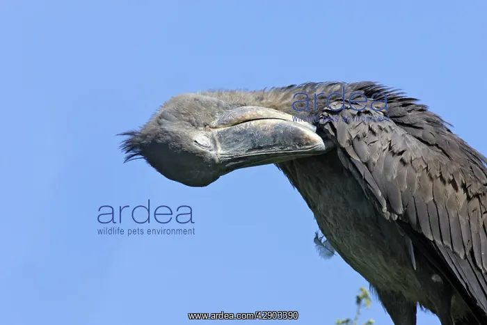 : Shoebill (Balaeniceps rex). Zambia, Africa : Shoebill (Balaeniceps rex). Zambia, Africa