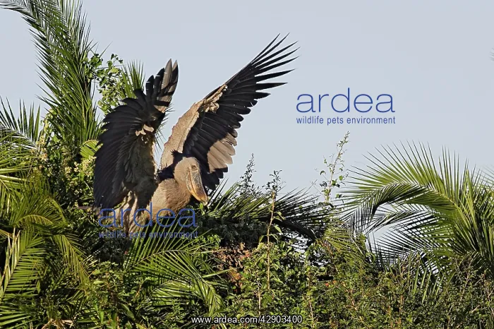 : Shoebill (Balaeniceps rex). Zambia, Africa : Shoebill (Balaeniceps rex). Zambia, Africa