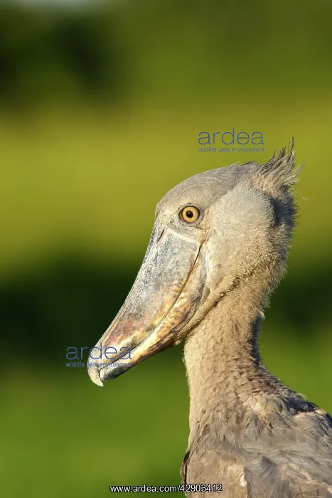 : Shoebill (Balaeniceps rex). Zambia, Africa : Shoebill (Balaeniceps rex). Zambia, Africa