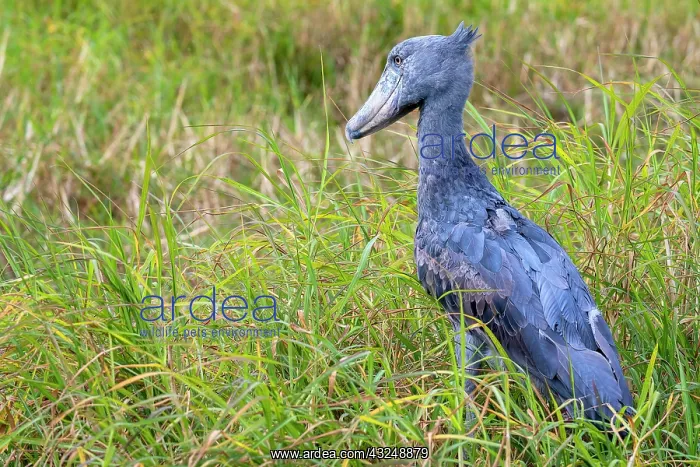 : Shoebill (Balaeniceps rex), also Abu Markub, in : Shoebill (Balaeniceps rex), also Abu Markub, in