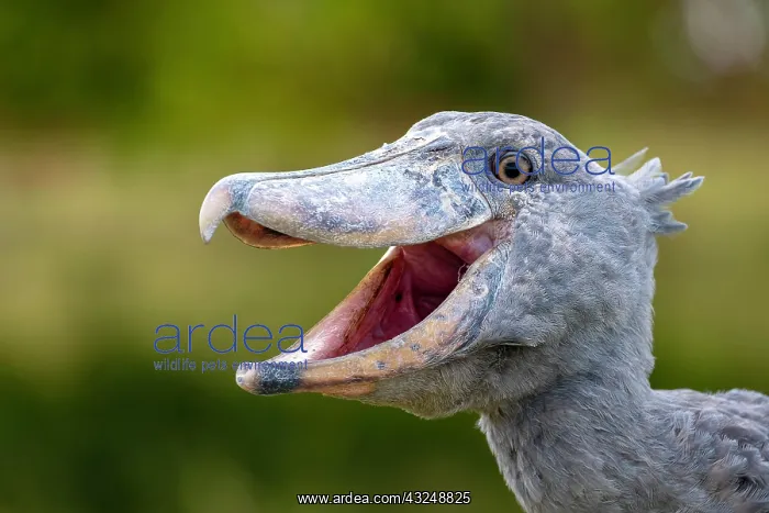 : Shoebill (Balaeniceps rex), also Abu Markub, animal : Shoebill (Balaeniceps rex), also Abu Markub, animal