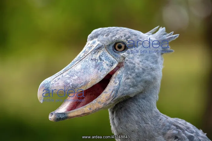 : Shoebill (Balaeniceps rex), also Abu Markub, animal : Shoebill (Balaeniceps rex), also Abu Markub, animal