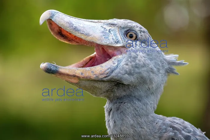  : Shoebill (Balaeniceps rex), also Abu Markub, animal