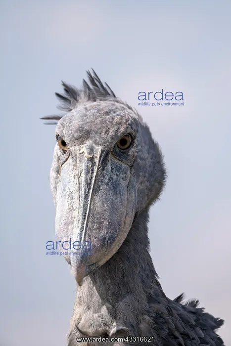  : Shoebill (Balaeniceps rex), also Abu Markub, animal