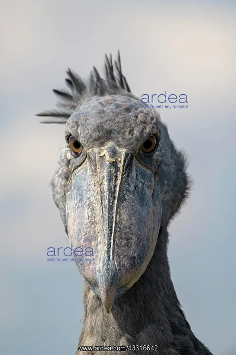 : Shoebill (Balaeniceps rex), also Abu Markub, animal : Shoebill (Balaeniceps rex), also Abu Markub, animal
