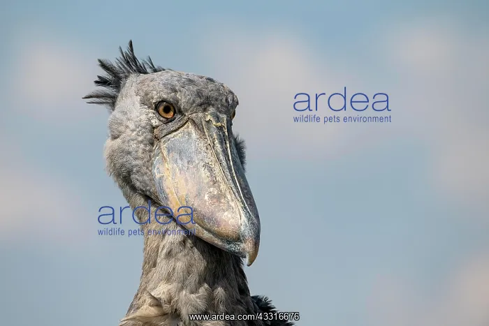 : Shoebill (Balaeniceps rex), also Abu Markub, animal : Shoebill (Balaeniceps rex), also Abu Markub, animal