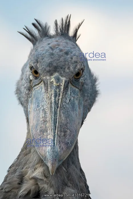 : Shoebill (Balaeniceps rex), also Abu Markub, animal : Shoebill (Balaeniceps rex), also Abu Markub, animal