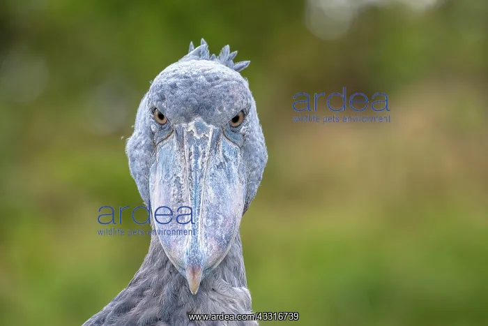 : Shoebill (Balaeniceps rex), also Abu Markub, animal : Shoebill (Balaeniceps rex), also Abu Markub, animal