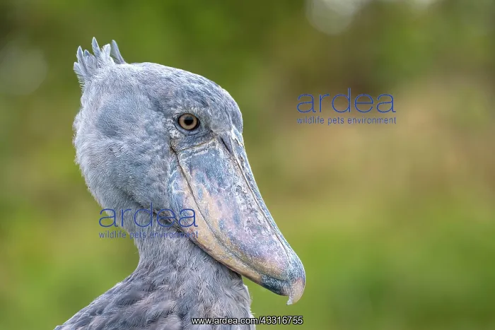 : Shoebill (Balaeniceps rex), also Abu Markub, animal : Shoebill (Balaeniceps rex), also Abu Markub, animal