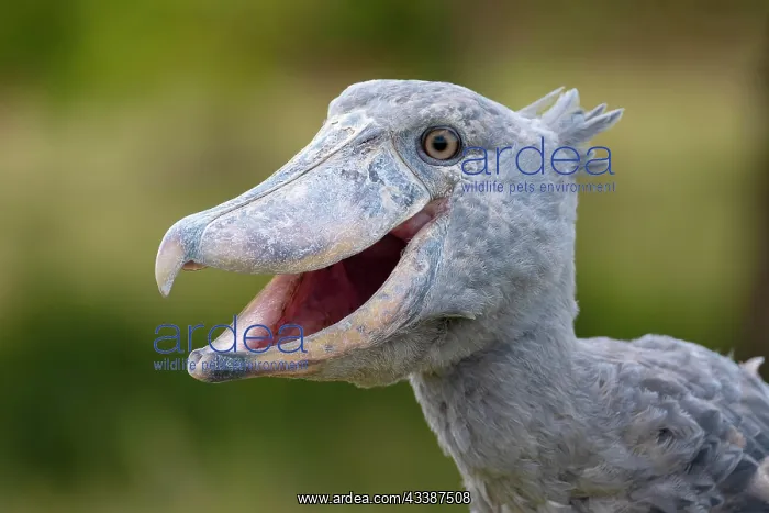 : Shoebill (Balaeniceps rex), also Abu Markub, animal : Shoebill (Balaeniceps rex), also Abu Markub, animal