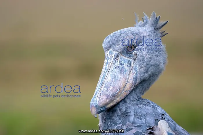 : Shoebill (Balaeniceps rex), also Abu Markub, animal : Shoebill (Balaeniceps rex), also Abu Markub, animal