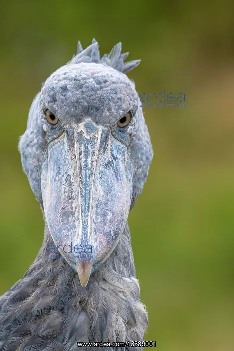 : Shoebill (Balaeniceps rex), also Abu Markub, animal : Shoebill (Balaeniceps rex), also Abu Markub, animal