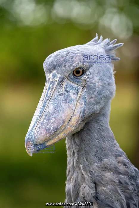 : Shoebill (Balaeniceps rex), also Abu Markub, Bangweulu : Shoebill (Balaeniceps rex), also Abu Markub, Bangweulu
