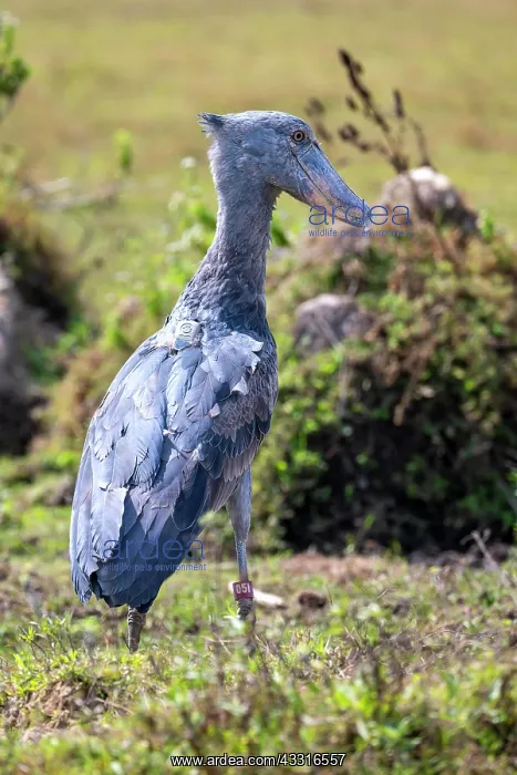 : Shoebill (Balaeniceps rex), also Abu Markub, Bangweulu : Shoebill (Balaeniceps rex), also Abu Markub, Bangweulu