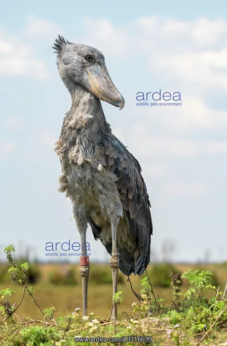  : Shoebill (Balaeniceps rex), also Abu Markub, looking
