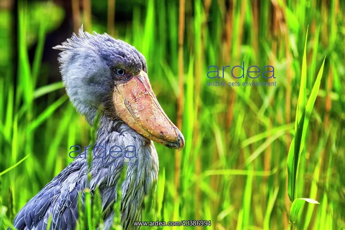 : Shoebill (Balaeniceps rex), Abu Markub, portrait : Shoebill (Balaeniceps rex), Abu Markub, portrait