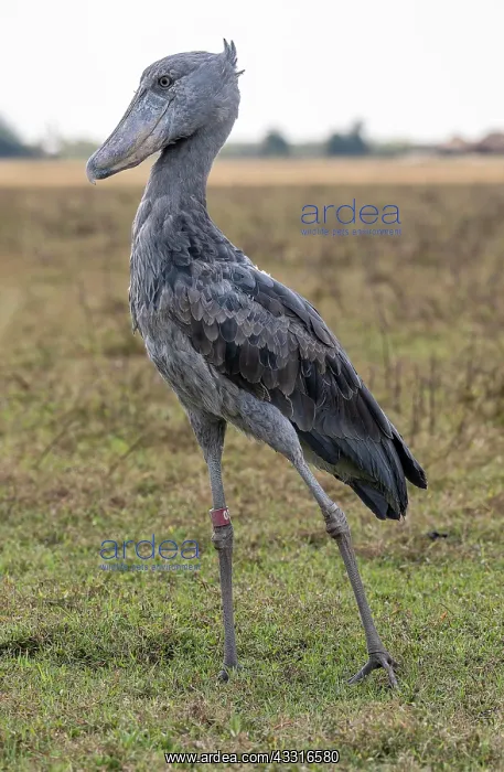 : Shoebill (Balaeniceps rex), also Abu Markub, strides : Shoebill (Balaeniceps rex), also Abu Markub, strides