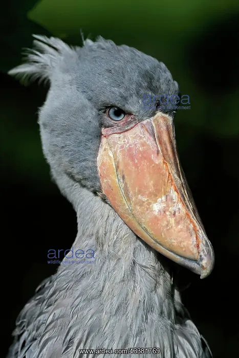: Shoebill (Balaeniceps rex), adult, portrait, captive : Shoebill (Balaeniceps rex), adult, portrait, captive