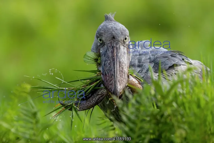 : Shoebill (Balaeniceps rex), catching a dipneuste : Shoebill (Balaeniceps rex), catching a dipneuste