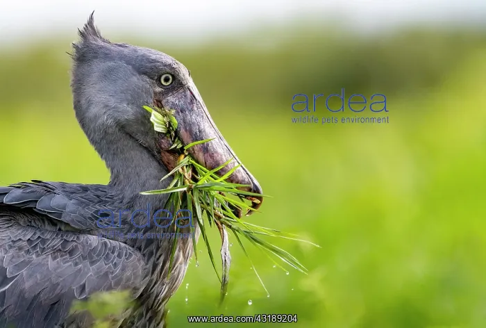 : Shoebill (Balaeniceps rex), catching a dipneuste : Shoebill (Balaeniceps rex), catching a dipneuste