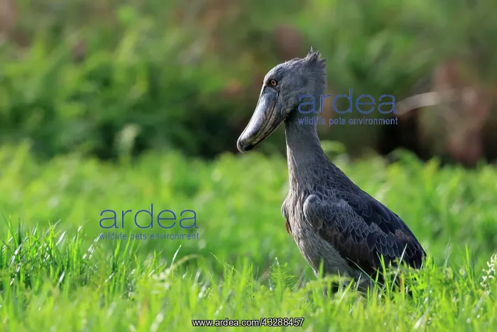: Shoebill (Balaeniceps rex), foraging, Mabamba Swamp : Shoebill (Balaeniceps rex), foraging, Mabamba Swamp