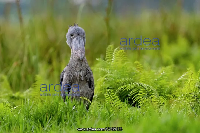 : Shoebill (Balaeniceps rex), hunting for dipneuste : Shoebill (Balaeniceps rex), hunting for dipneuste