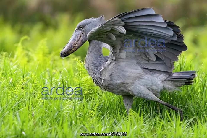  : Shoebill (Balaeniceps rex), hunting for dipneuste