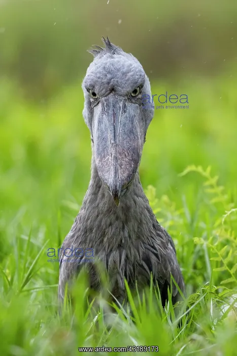  : Shoebill (Balaeniceps rex), hunting for dipneuste