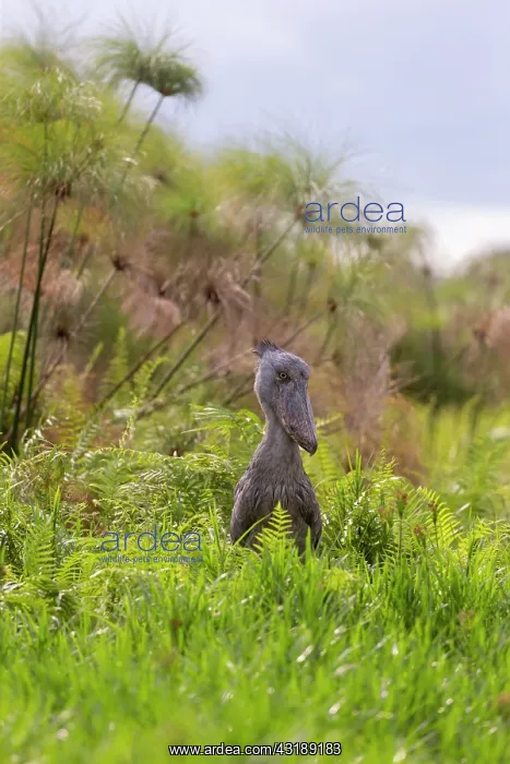  : Shoebill (Balaeniceps rex), hunting for dipneuste